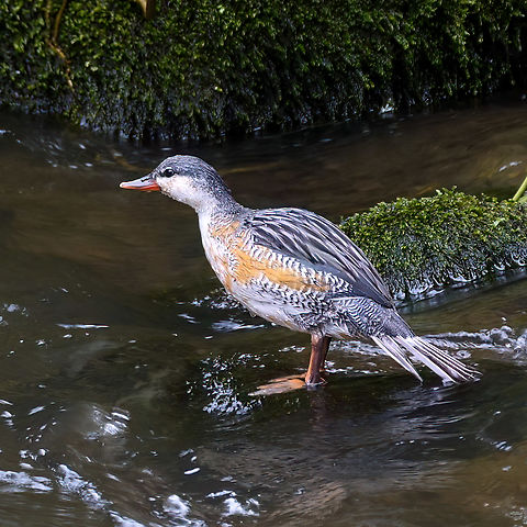 Torrent Duck (Merganetta armata) Torrent Duck (Merganetta armata) at Otun Quimbaya, Colombia. Colombia,Geotagged,Merganetta armata,Torrent duck