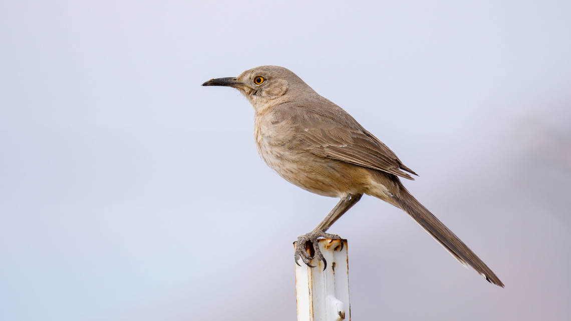 Bendire's Thrasher (Toxostoma bendirei) Bendire&#039;s Thrasher (Toxostoma bendirei) Arizona,Bendires thrasher,Geotagged,Toxostoma bendirei,United States