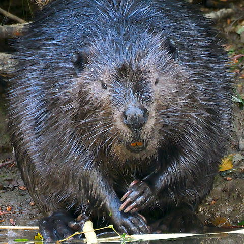 North American Beaver (Castor canadensis) North American Beaver (Castor canadensis) Castor canadensis,Geotagged,North American Beaver,United States