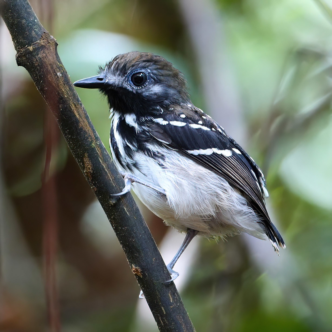 Dot-backed Antbird (Hylophylax punctulatus) One of the fabulous varzea antbirds. Amazonas,Brazil,Dot-backed antbird,Geotagged,Hylophylax punctulatus