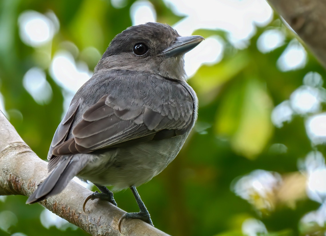 One-colored Becard (Pachyramphus homochrous) One-colored Becard (Pachyramphus homochrous) Colombia,Geotagged,One-colored becard,Pachyramphus homochrous