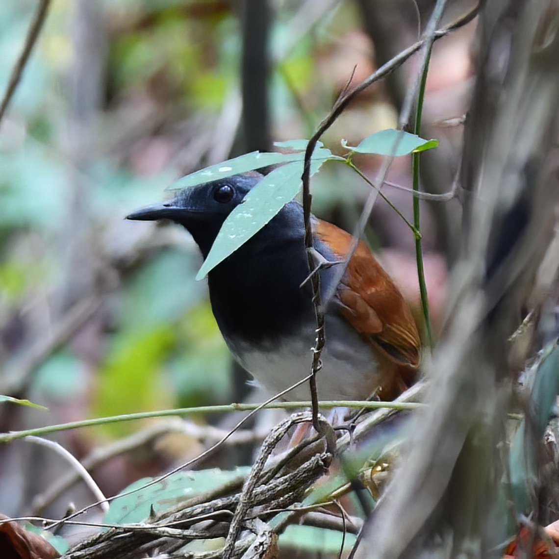 White-bellied Antbird (Myrmeciza longipes) One day I'll get a good photo of this bird. Colombia,Geotagged,Myrmeciza longipes,White-bellied antbird