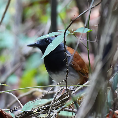 White-bellied Antbird (Myrmeciza longipes) One day I'll get a good photo of this bird. Colombia,Geotagged,Myrmeciza longipes,White-bellied antbird