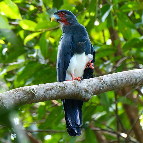 Red-throated Caracara (Ibycter americanus) Red-throated Caracara (Ibycter americanus) Colombia,Geotagged,Ibycter americanus,Red-throated caracara
