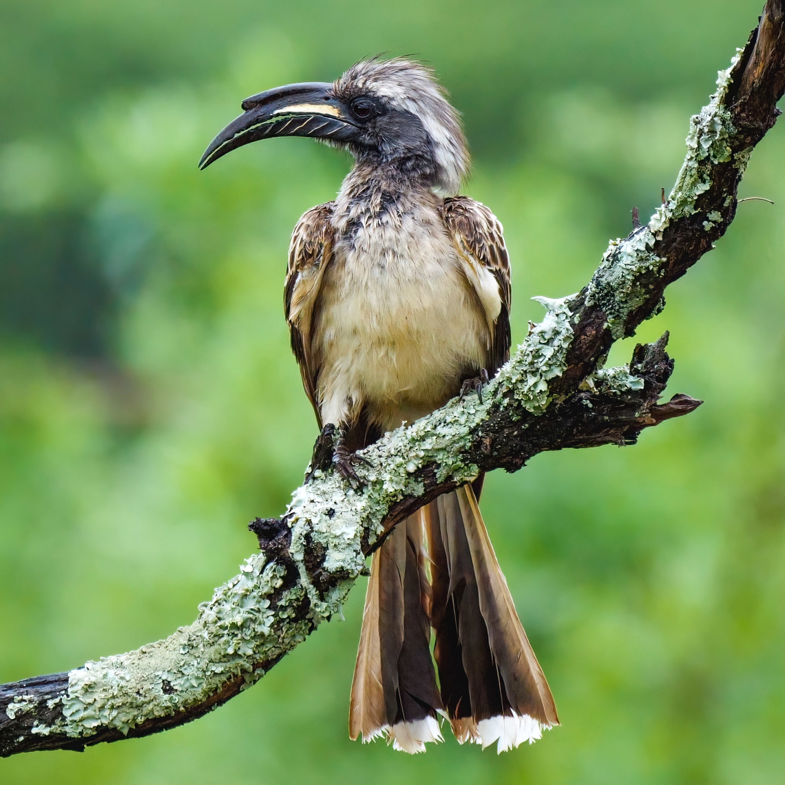 African Gray Hornbill (Lophoceros nasutus) African Gray Hornbill (Lophoceros nasutus) at Mapungubwe National Park, South Africa. African grey hornbill,Geotagged,Lophoceros nasutus,Mapungubwe,South Africa