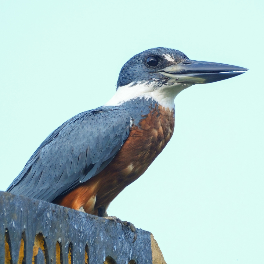 Ringed Kingfisher Ringed Kingfisher Costa Rica,Geotagged,Megaceryle torquata,Ringed Kingfisher