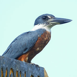 Ringed Kingfisher Ringed Kingfisher Costa Rica,Geotagged,Megaceryle torquata,Ringed Kingfisher