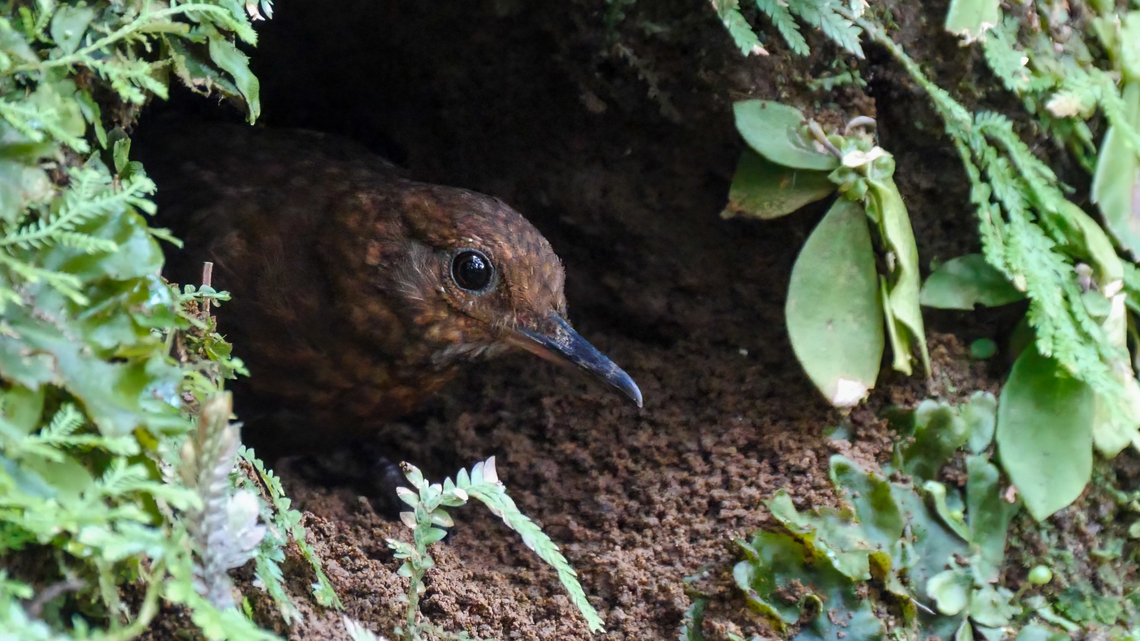 Scaly-throated Leaftosser (Sclerurus guatemalensis) Scaly-throated Leaftosser (Sclerurus guatemalensis) at the entrance to its nest burrow. Costa Rica,Geotagged,Scaly-throated leaftosser,Sclerurus guatemalensis