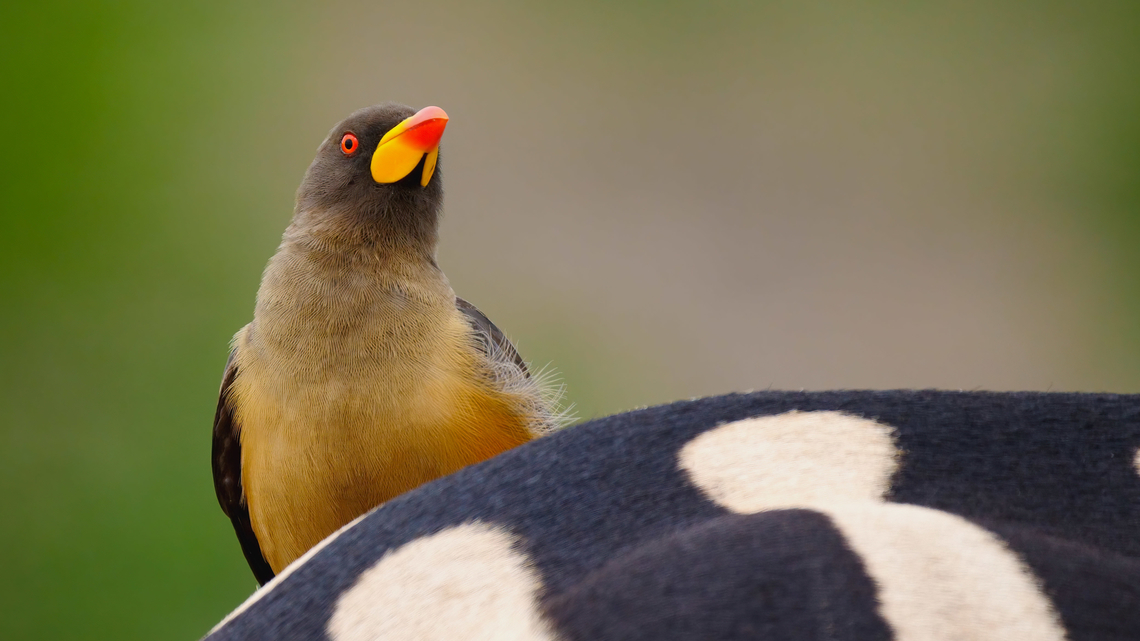 Yellow-billed Oxpecker Yellow-billed Oxpecker at Kruger National Park. Buphagus africanus,Geotagged,South Africa,Yellow-billed oxpecker