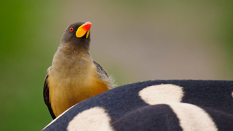Yellow-billed Oxpecker Yellow-billed Oxpecker at Kruger National Park. Buphagus africanus,Geotagged,South Africa,Yellow-billed oxpecker
