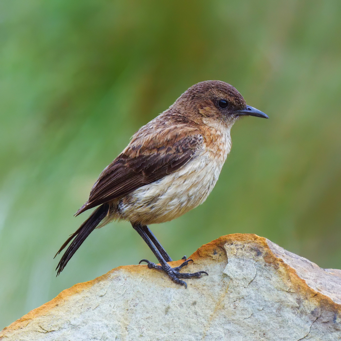 Buff-streaked Chat Buff-streaked Chat (Campicoloides bifasciatus) on Sani Pass, Lesotho. Buff-streaked chat,Campicoloides bifasciatus,Geotagged,Lesotho