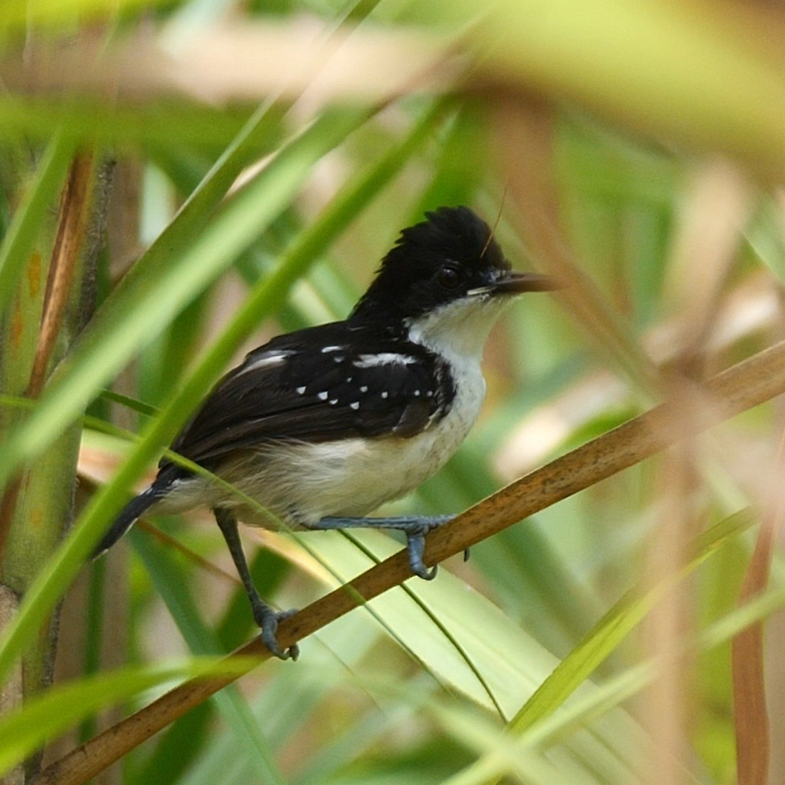 Black-and-white Antbird (Myrmochanes hemileucus) Black-and-white Antbird (Myrmochanes hemileucus) on the Amazon River. Black-and-white antbird,Colombia,Geotagged,Myrmochanes hemileucus