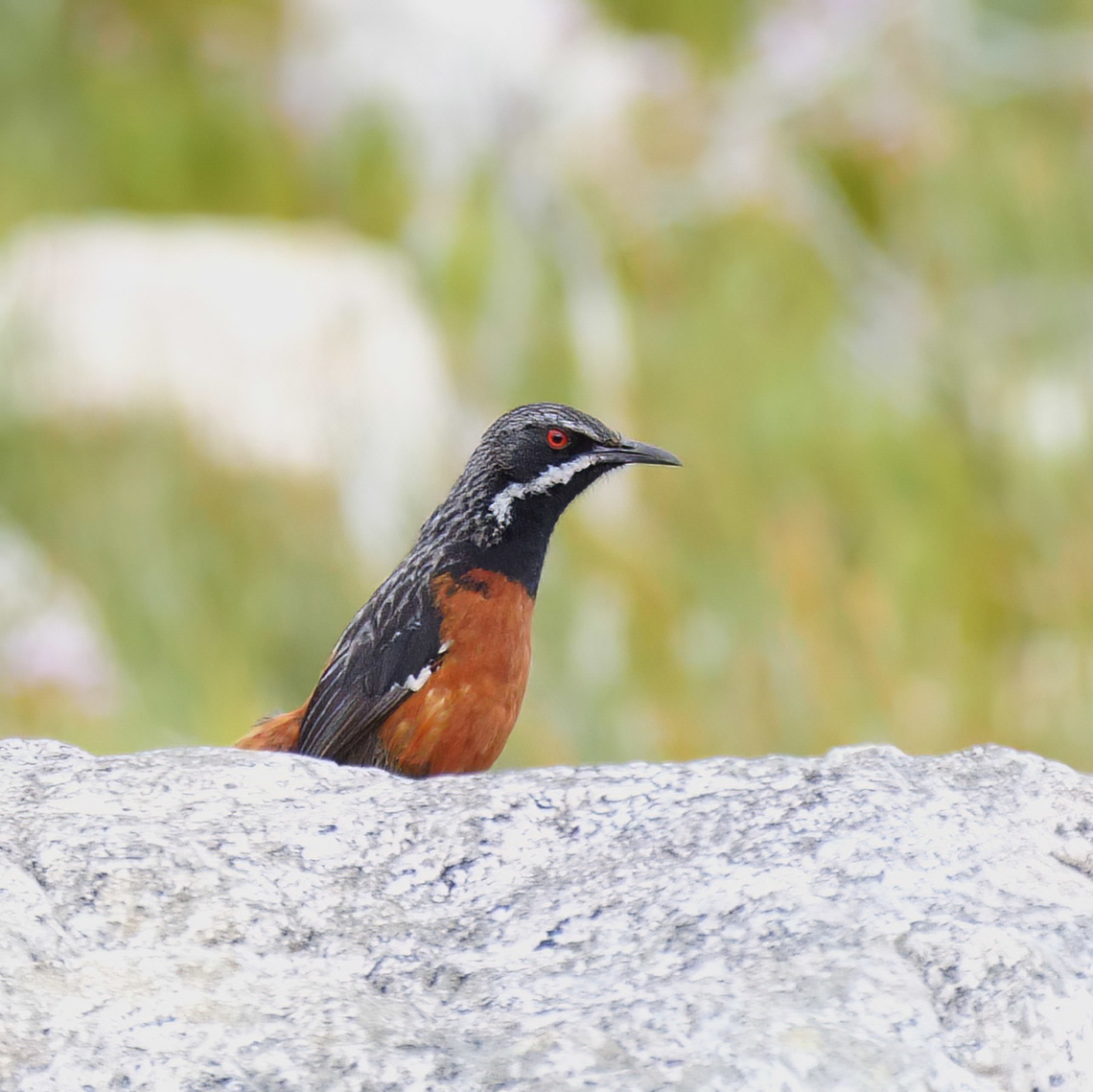 Cape Rockjumper (Chaetops frenatus) A nice Cape Rockjumper (Chaetops frenatus) at Rooi-Els near Cape Town, South Africa. Cape rockjumper,Chaetops frenatus,Geotagged,South Africa