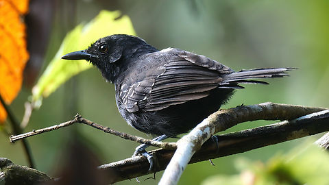 Black Antbird (Cercomacroides serva) Black Antbird (Cercomacroides serva) at Reserva Natural Palmari, Brazil. Black antbird,Brazil,Cercomacroides serva,Geotagged