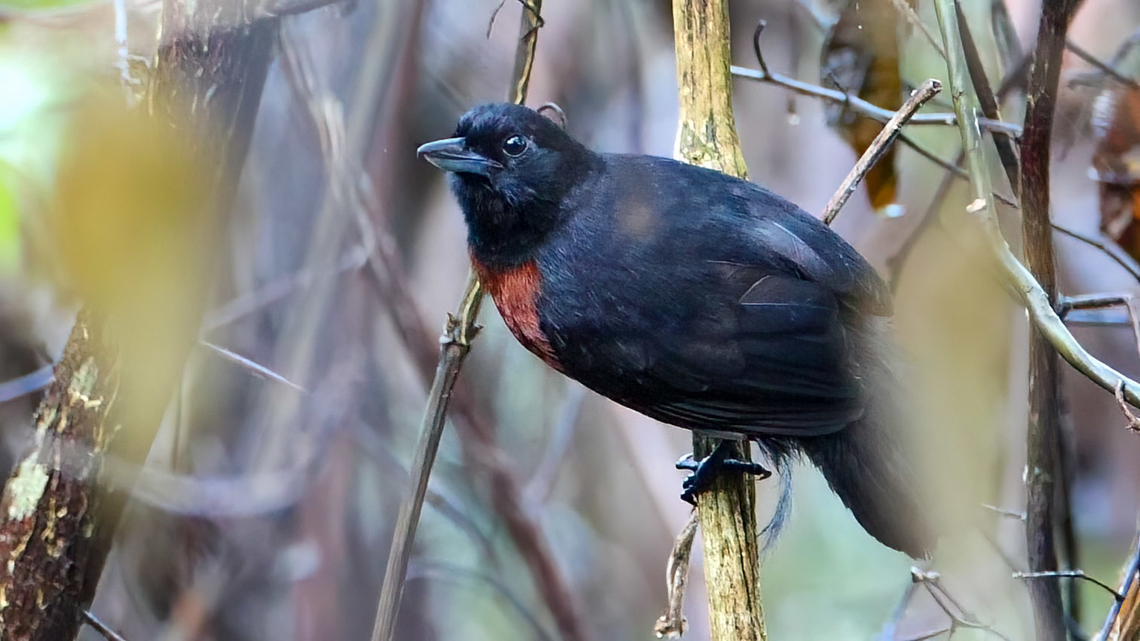Black Bushbird (Neoctantes niger) Black Bushbird (Neoctantes niger) near Mit&uacute;, Vaup&eacute;s, Colombia. Black bushbird,Colombia,Geotagged,Neoctantes niger