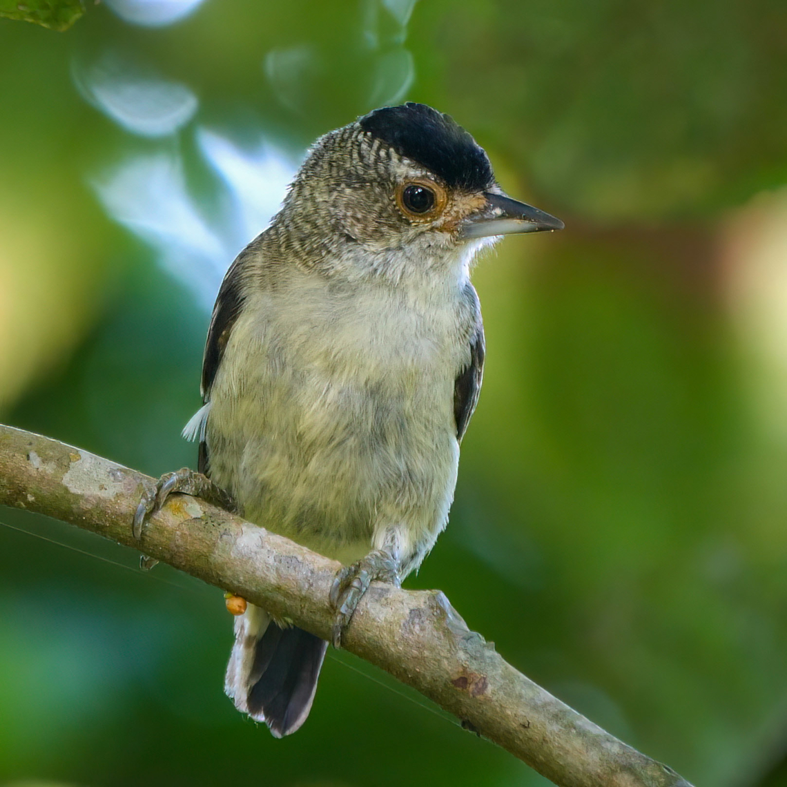 Plain-breasted Piculet (Picumnus castelnau) Plain-breasted Piculet (Picumnus castelnau)  at Isla de La Fantas&iacute;a, Colombia. Colombia,Geotagged,Picumnus castelnau,Plain-breasted piculet