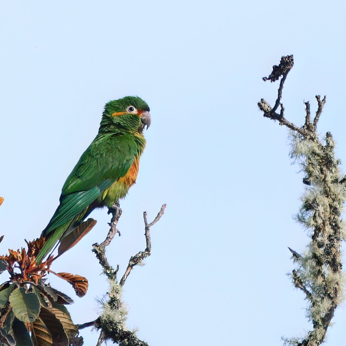 Golden-plumed Parakeet Golden-plumed Parakeet (Leptosittaca branickii)  Colombia,Geotagged,Golden-plumed parakeet,Leptosittaca branickii