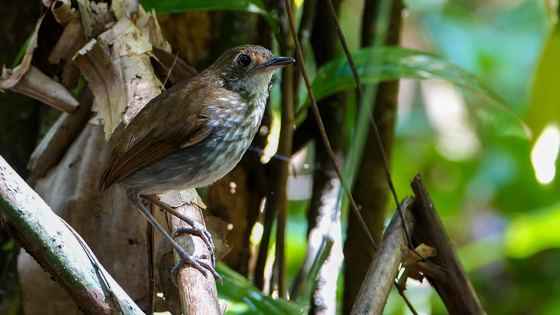 Thrush-like Antpitta (Myrmothera campanisona) Thrush-like Antpitta (Myrmothera campanisona) near Mit&uacute;, Vaup&eacute;s, Colombia. Colombia,Geotagged,Myrmothera campanisona,Thrush-like antpitta