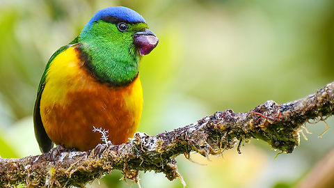 Chestnut-breasted Chlorophonia (Chlorophonia pyrrhophrys) Chestnut-breasted Chlorophonia (Chlorophonia pyrrhophrys) near Montezuma Rainforest Lodge, Colombia. Chestnut-breasted chlorophonia,Chlorophonia pyrrhophrys,Colombia,Geotagged