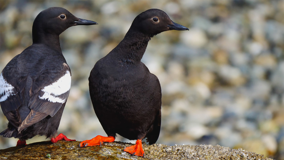Pigeon Guillemot I love these birds. Cepphus columba,Geotagged,Pigeon guillemot,United States