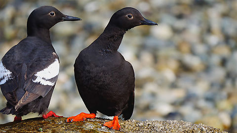 Pigeon Guillemot I love these birds. Cepphus columba,Geotagged,Pigeon guillemot,United States