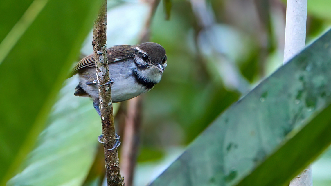 Collared Gnatwren (Microbates collaris) Not an easy bird. It took time to get it close and it only popped up for a second or so. Collared gnatwren,Colombia,Geotagged,Microbates collaris