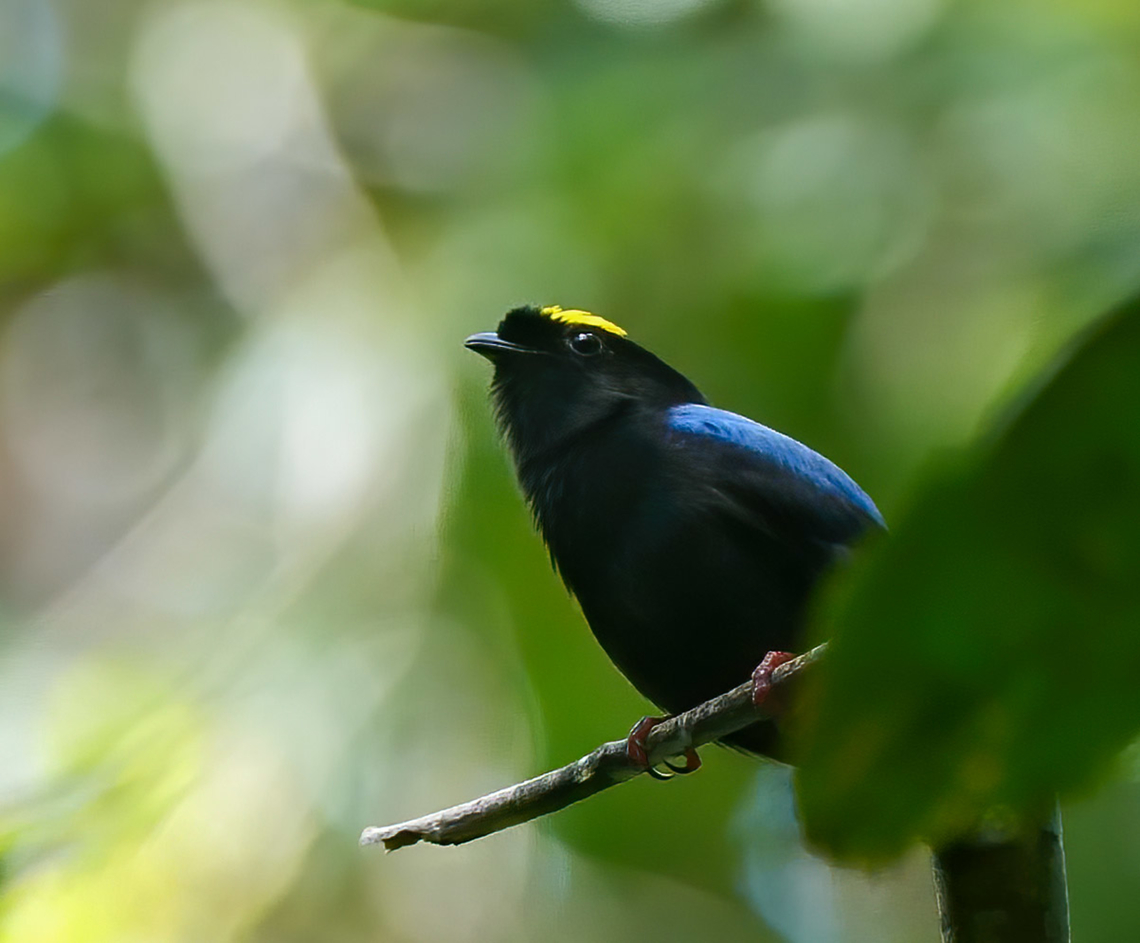 Blue-backed Manakin (Chiroxiphia pareola) Another fun Amazonas manakin. Blue-backed manakin,Brazil,Chiroxiphia pareola,Geotagged