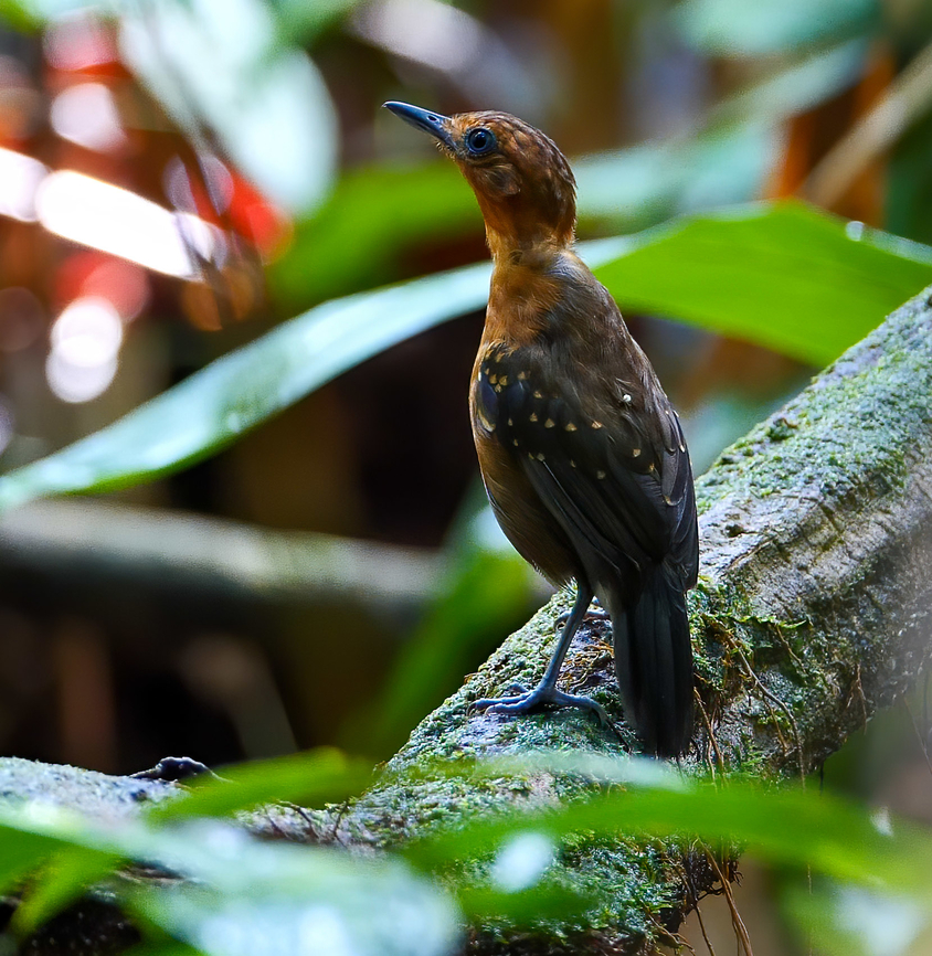 Slate-colored Antbird (Myrmelastes schistaceus) A very poorly-known, elusive antbird. They like terra firme forest.  Brazil,Geotagged,Myrmelastes schistaceus,Slate-colored antbird