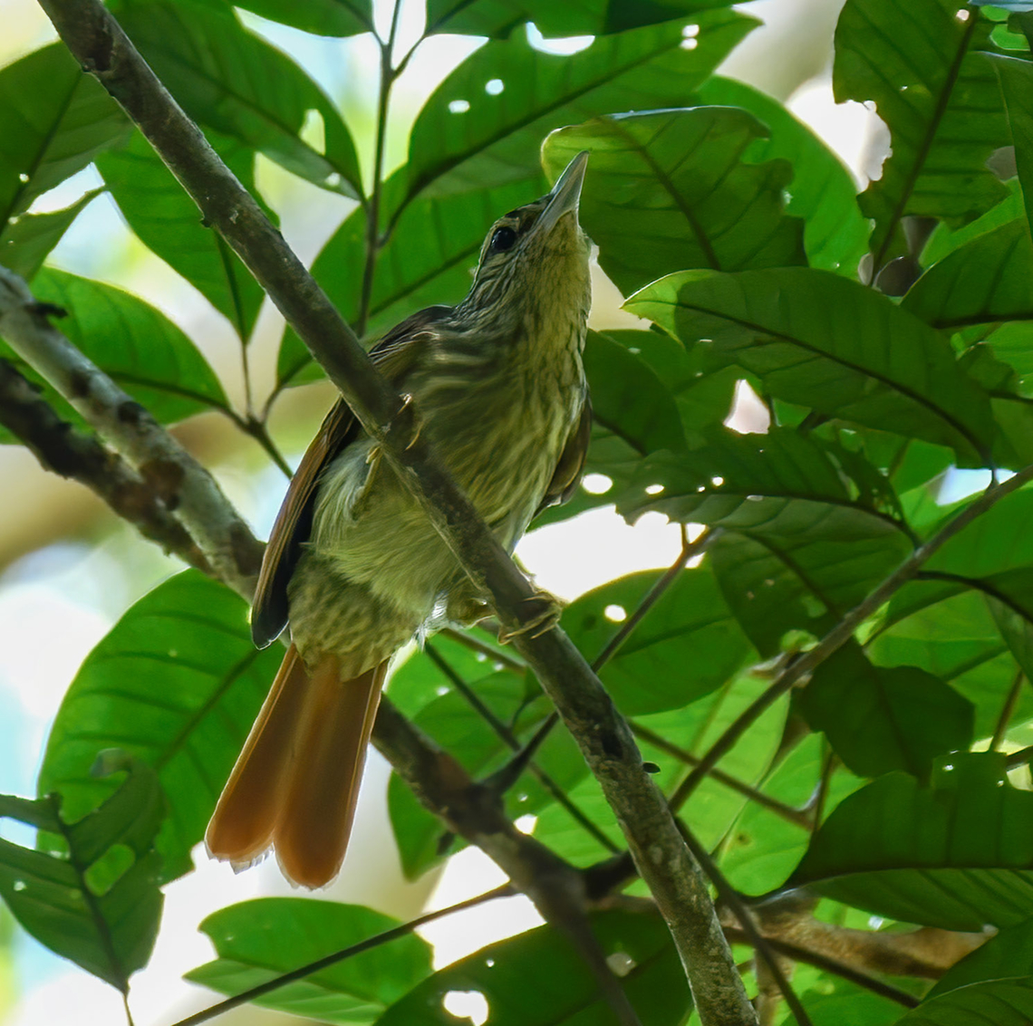 Chestnut-winged hookbill Chestnut-winged Hookbill (Ancistrops strigilatus) at Reserva Natural Palmari, Brazil. Ancistrops strigilatus,Brazil,Chestnut-winged hookbill,Geotagged