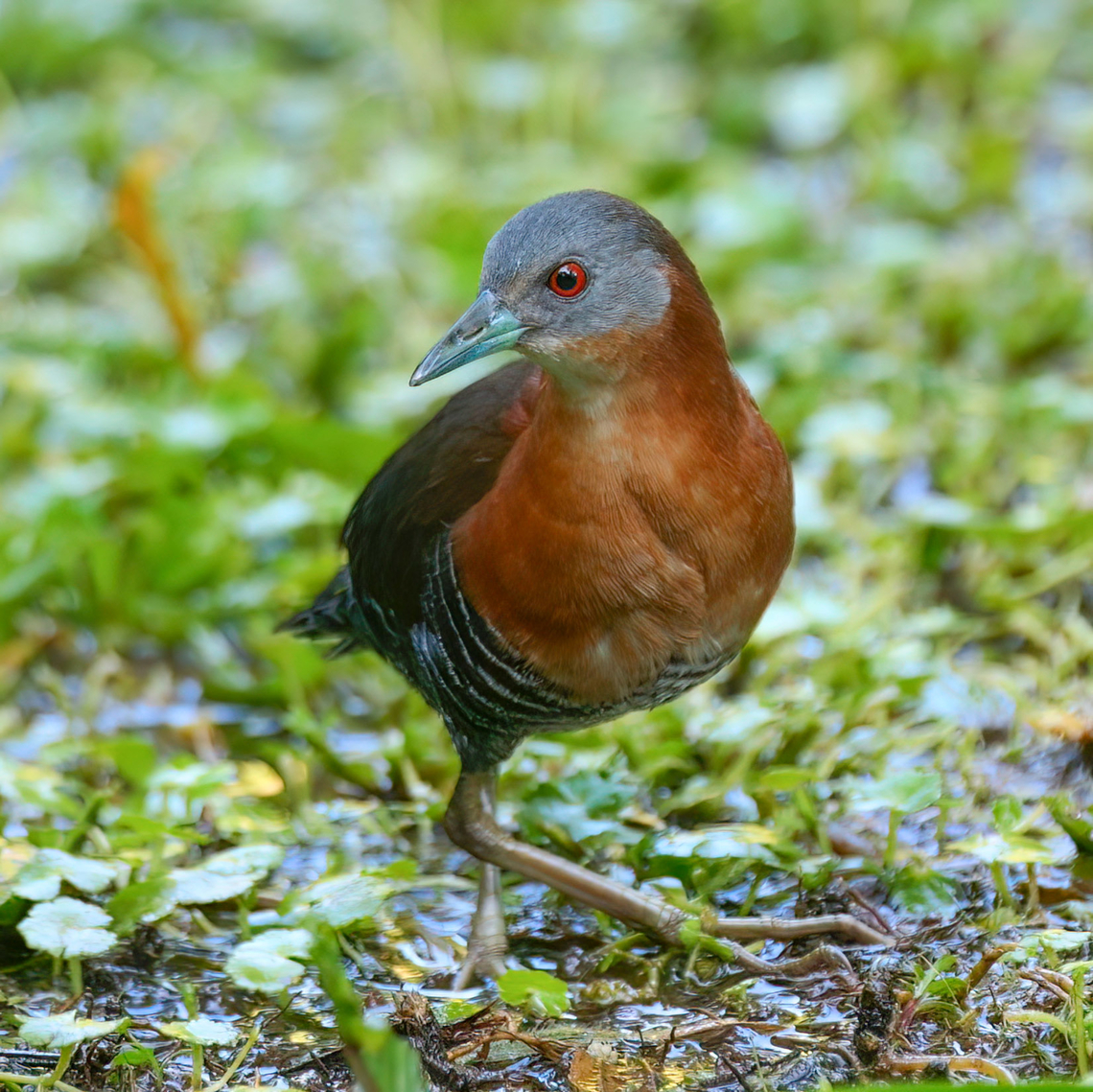 White-throated Crake (Laterallus albigularis) Elusive but incessantly calling, I got lucky this morning with this White-throated Crake as it really enjoyed exploring the sodden ground after a night of heavy rain. Costa Rica,Geotagged,Laterallus albigularis,White-throated crake