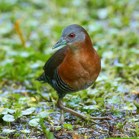 White-throated Crake (Laterallus albigularis) Elusive but incessantly calling, I got lucky this morning with this White-throated Crake as it really enjoyed exploring the sodden ground after a night of heavy rain. Costa Rica,Geotagged,Laterallus albigularis,White-throated crake