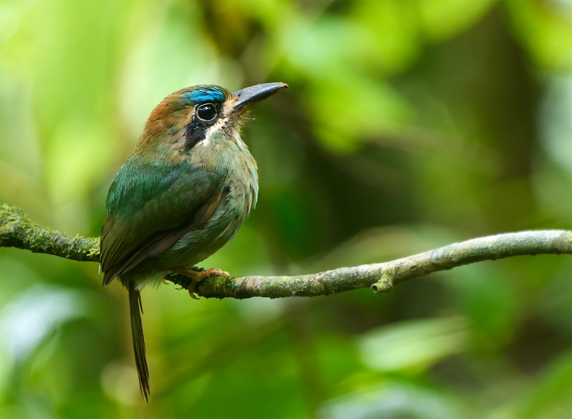 Tody Motmot (Hylomanes momotula) One of the specialties of NW Costa Rica. They require primary forest, and there are a few places near Bijagua de Upala where these are easy and consistent. Costa Rica,Geotagged,Hylomanes momotula,Tody motmot