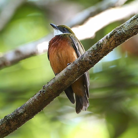 Yellow-crowned Manakin (Heterocercus flavivertex) Another fun manakin from my last Colombia trip. Colombia,Geotagged,Heterocercus flavivertex,Yellow-crested manakin