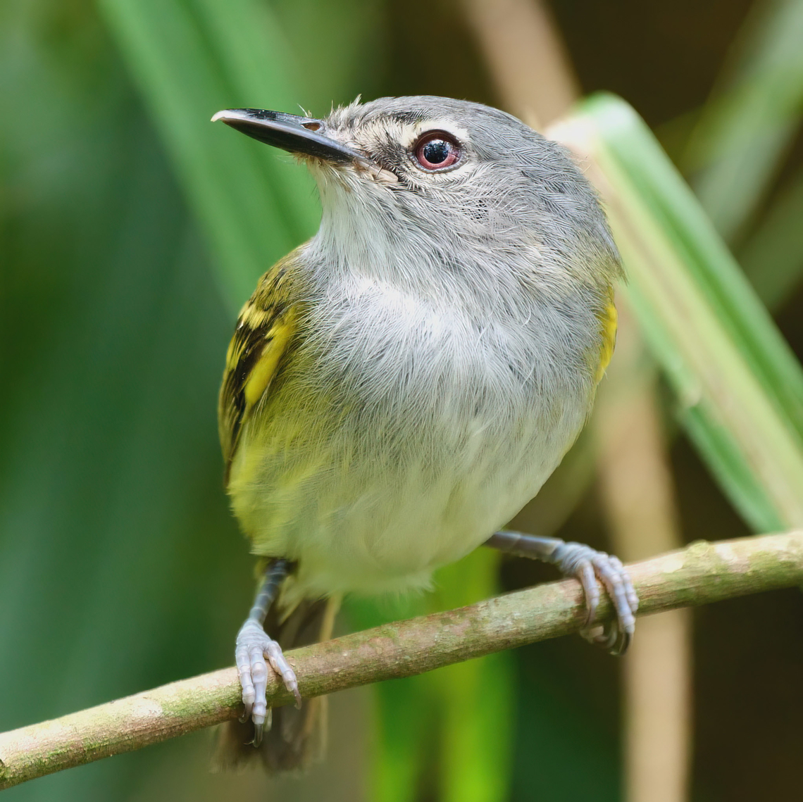 Slate-headed Tody-Flycatcher (Poecilotriccus sylvia) A very nice Tody-Flycatcher. I was able to spend time with these while they were nest-building. Costa Rica,Geotagged,Poecilotriccus sylvia,Slaty-headed tody-flycatcher,Tapir Valley