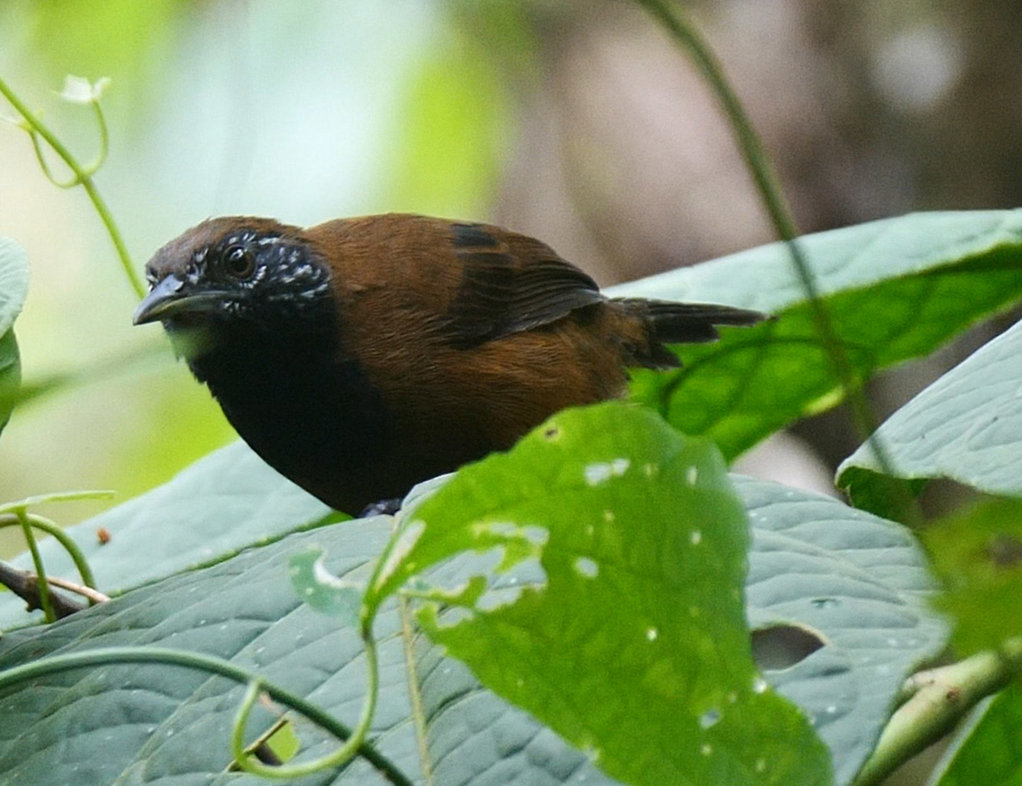 Black-throated Wren (Pheugopedius atrogularis) Not uncommon at Tapir Valley, but not easy to photograph. We all know how wrens are. Black-throated wren,Costa Rica,Geotagged,Pheugopedius atrogularis