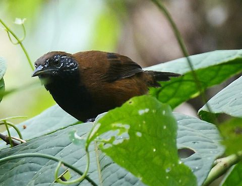 Black-throated wren