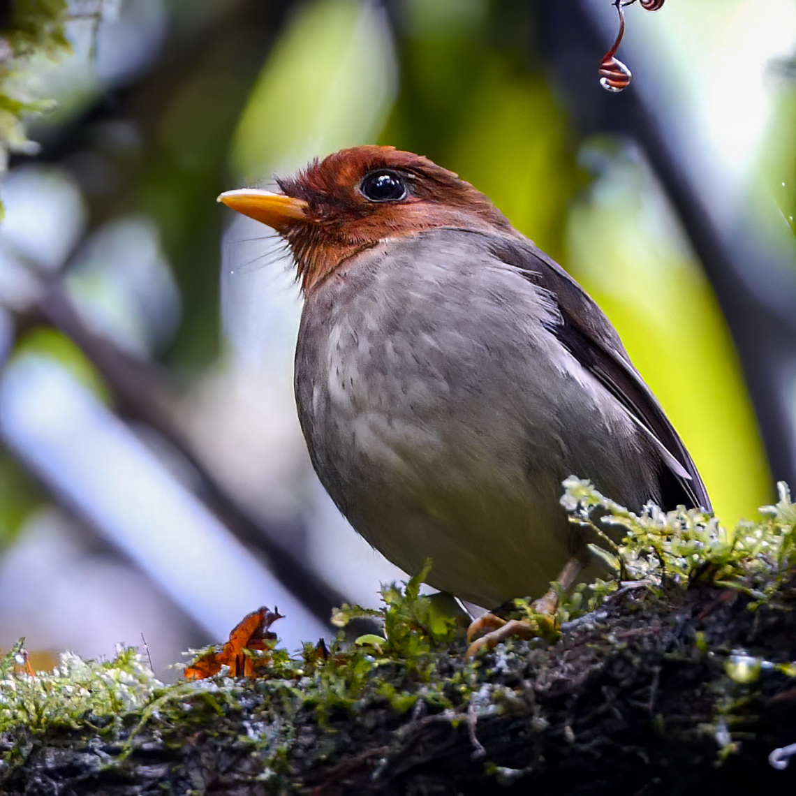 Hooded Antpitta (Grallaricula cucullata) Hooded Antpitta (Grallaricula cucullata) at SFF Ot&uacute;n Quimbaya, Colombia. Colombia,Geotagged,Grallaricula cucullata,Hooded antpitta