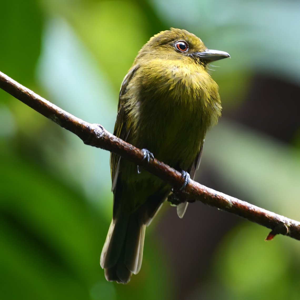Sapayoa (Sapayoa aenigma) We were lucky to see two of these at San Cipriano, Colombia. Colombia,Geotagged,Sapayoa aenigma,sapayoa