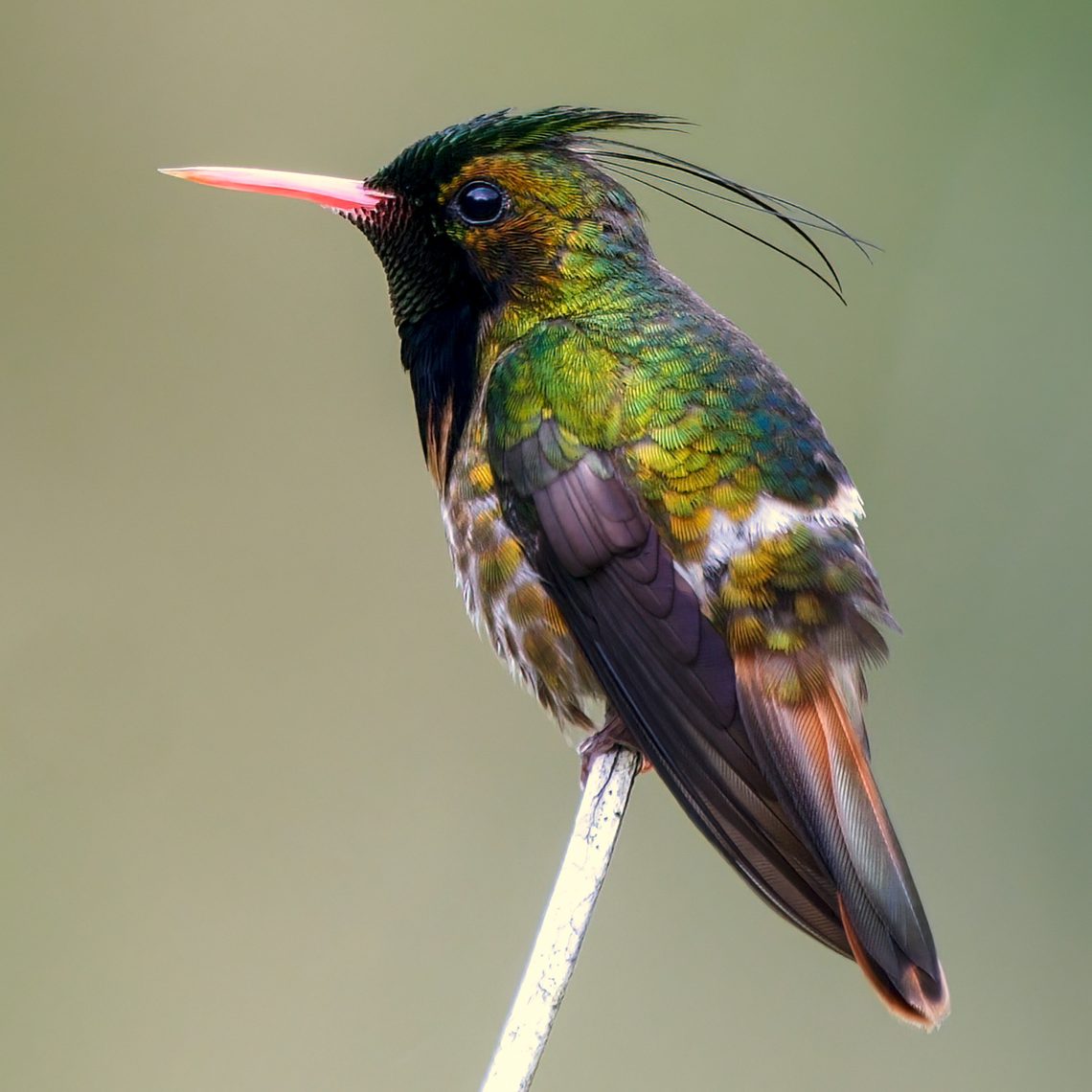 Black-crested Coquette (Lophornis helenae) Such a show-off. One of the excellent hummingbirds of Central America. Black-crested coquette,Costa Rica,Geotagged,Lophornis helenae