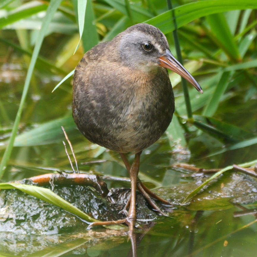 Virginia Rail (Rallus limicola) Virginia Rail, one of our local rails. Geotagged,Rallus limicola,United States,Virginia rail,Washington state