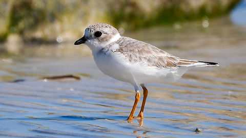Piping Plover (Charadrius melodus) Piping Plover (Charadrius melodus) in Florida from 2019. Charadrius melodus,Geotagged,Piping Plover,United States
