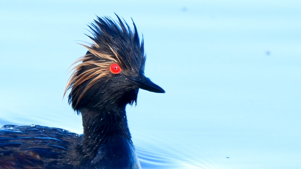 Eared Grebe Eared Grebe during migration a few years ago. Black-necked grebe,Geotagged,Podiceps nigricollis,United States