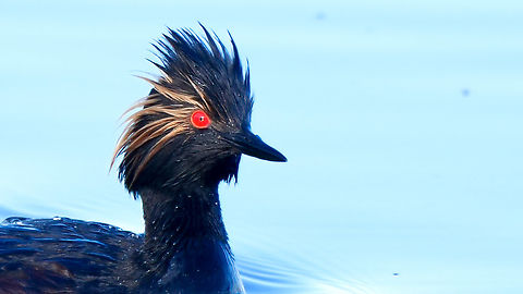 Eared Grebe Eared Grebe during migration a few years ago. Black-necked grebe,Geotagged,Podiceps nigricollis,United States