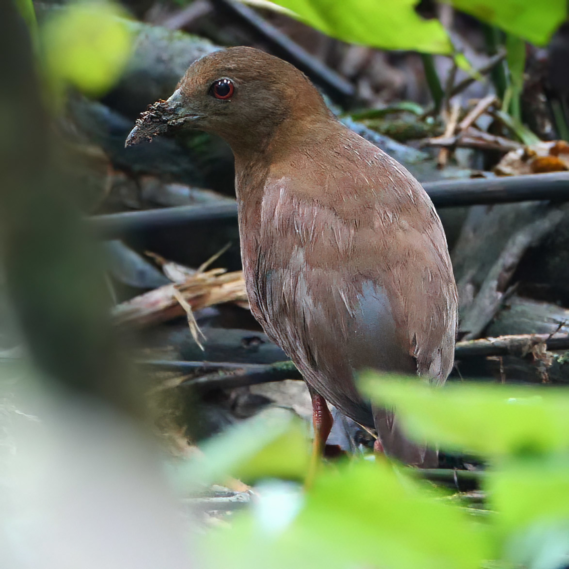 Uniform Crake (Amaurolimnas concolor) This Uniform Crake decided to pose for me, for some reason. Amaurolimnas concolor,Costa Rica,Geotagged,Tapir Valley,Uniform crake