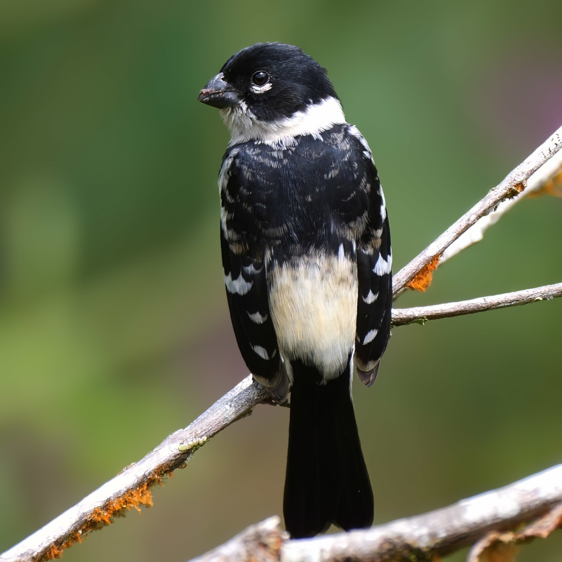 Morelet's Seedeater One of my favorite seedeaters, the Morelet's Seedeater (Sporophila morelleti) is less common than Variable. They have a lovely song. Costa Rica,Geotagged,Morelet's seedeater,Sporophila morelleti