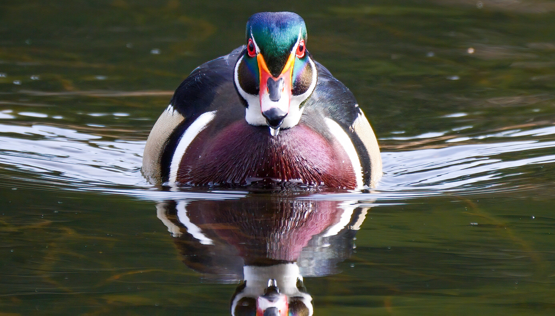 Wood Duck drake Wood Duck (Aix sponsa). These amazing ducks winter in my area and they&#039;re pretty easy to photograph at this time of year. Aix sponsa,Geotagged,United States,Washington state,Wood duck