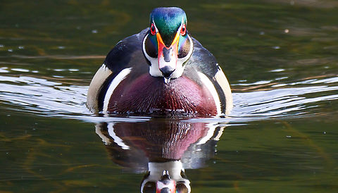 Wood Duck drake Wood Duck (Aix sponsa). These amazing ducks winter in my area and they're pretty easy to photograph at this time of year. Aix sponsa,Geotagged,United States,Washington state,Wood duck