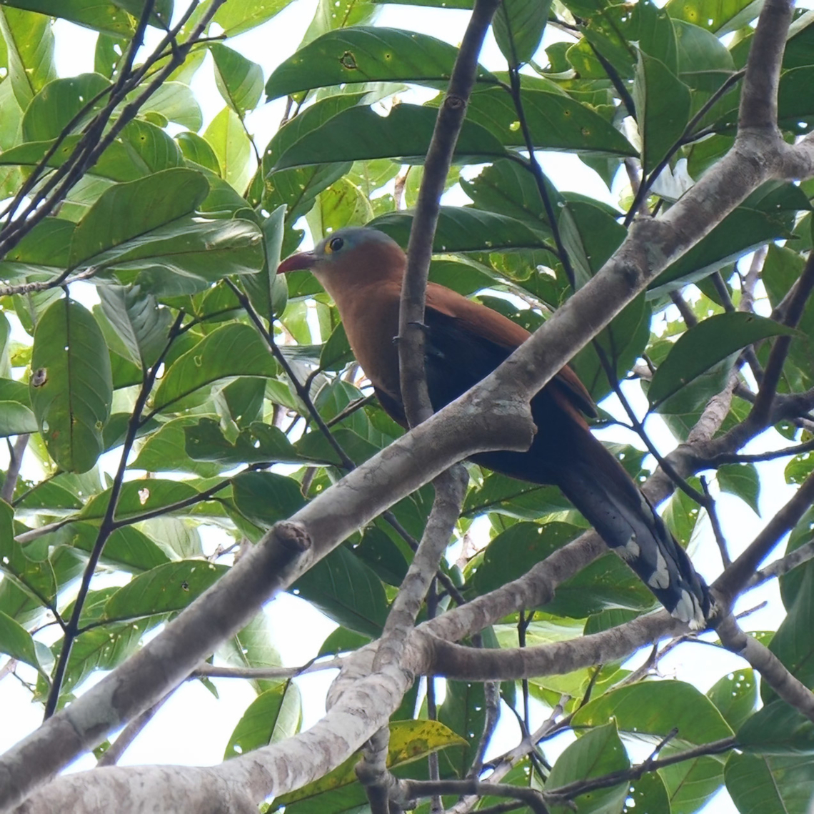 Black-bellied Cuckoo Black-bellied Cuckoo (Piaya melanogaster)<br />
<br />
Just because it looks like a Squirrel Cuckoo doesn&#039;t mean you shouldn&#039;t check just to make sure! I wish I had a better photo of this bird, but I&#039;ve only seen it once. Next trip, I suppose! Black-bellied cuckoo,Colombia,Geotagged,Piaya melanogaster
