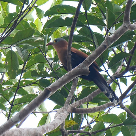 Black-bellied Cuckoo Black-bellied Cuckoo (Piaya melanogaster)
Just because it looks like a Squirrel Cuckoo doesn't mean you shouldn't check just to make sure! I wish I had a better photo of this bird, but I've only seen it once. Next trip, I suppose! Black-bellied cuckoo,Colombia,Geotagged,Piaya melanogaster
