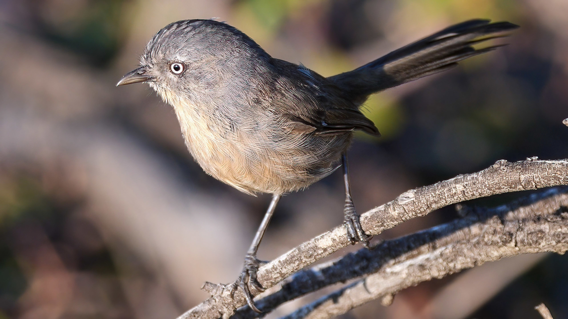 Wrentit (Chamaea fasciata) Not a wren; not a tit. It's a Wrentit! Such fun (but shy) birds. They live along the west coast of the US but have only been reported once on the north side of the Colombia River. Like Amazon birds, they don't like to fly long distances. Chamaea fasciata,Geotagged,United States,Wrentit